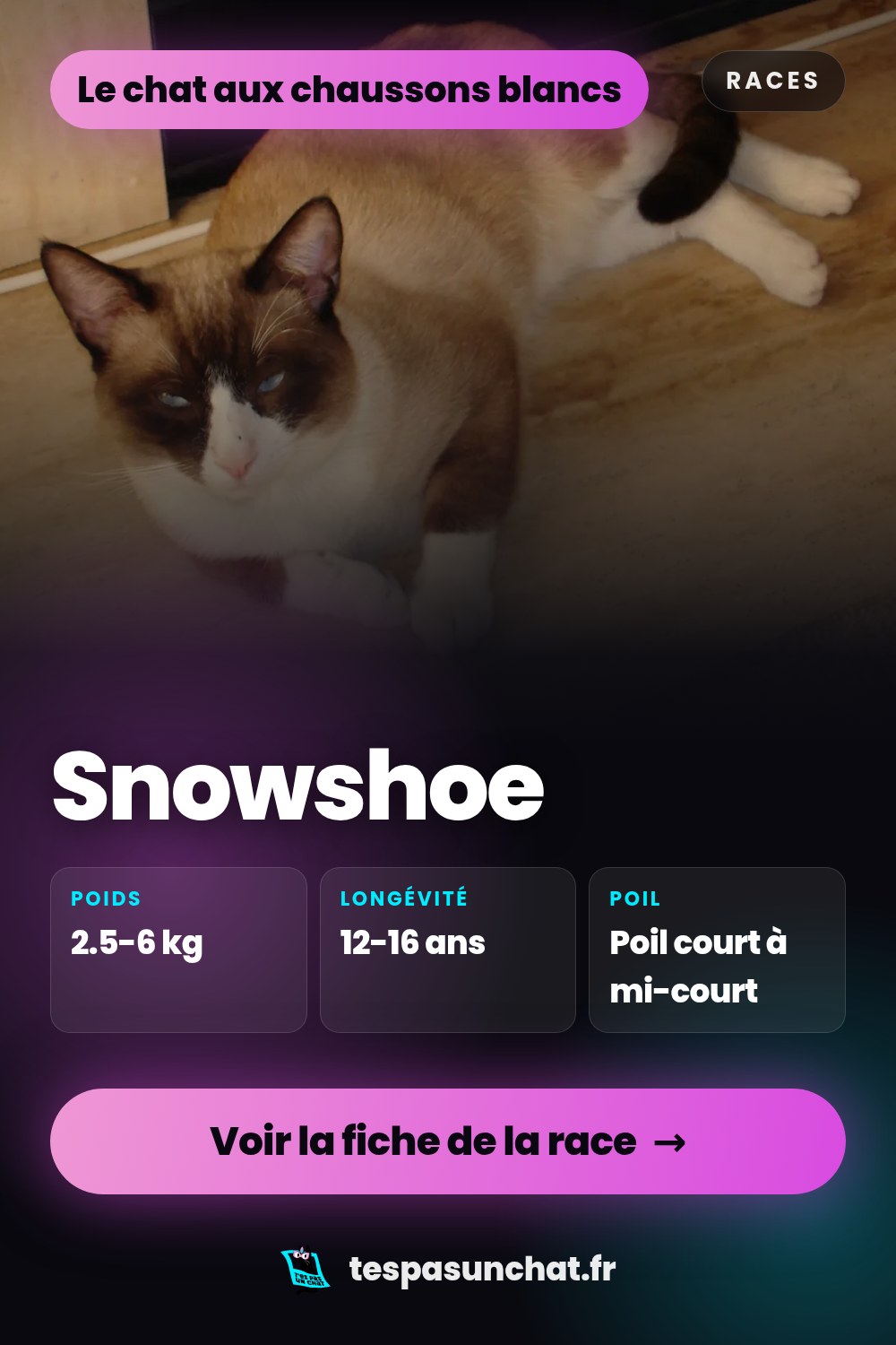 Snowshoe : le guide complet