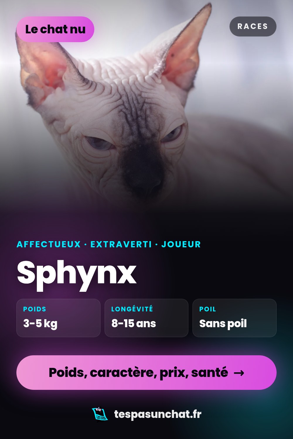 Sphynx : le guide complet