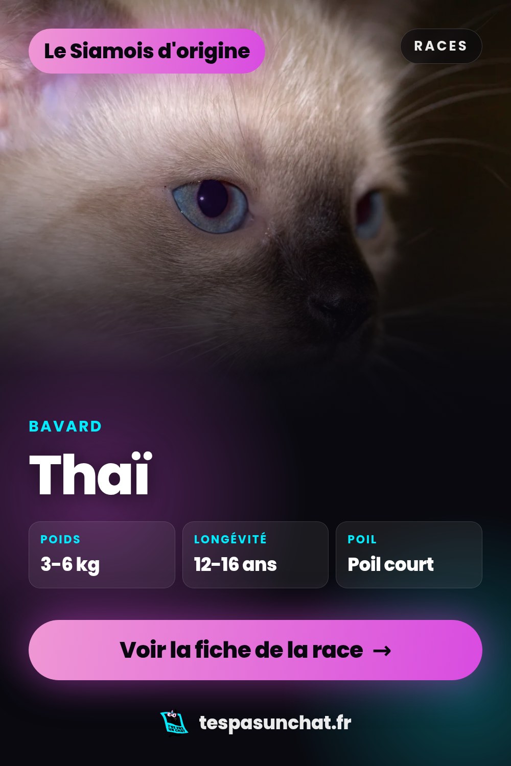 Thaï : le guide complet
