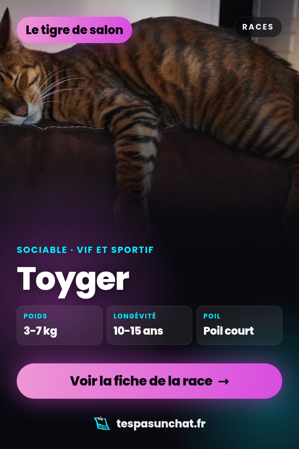 Toyger : le guide complet