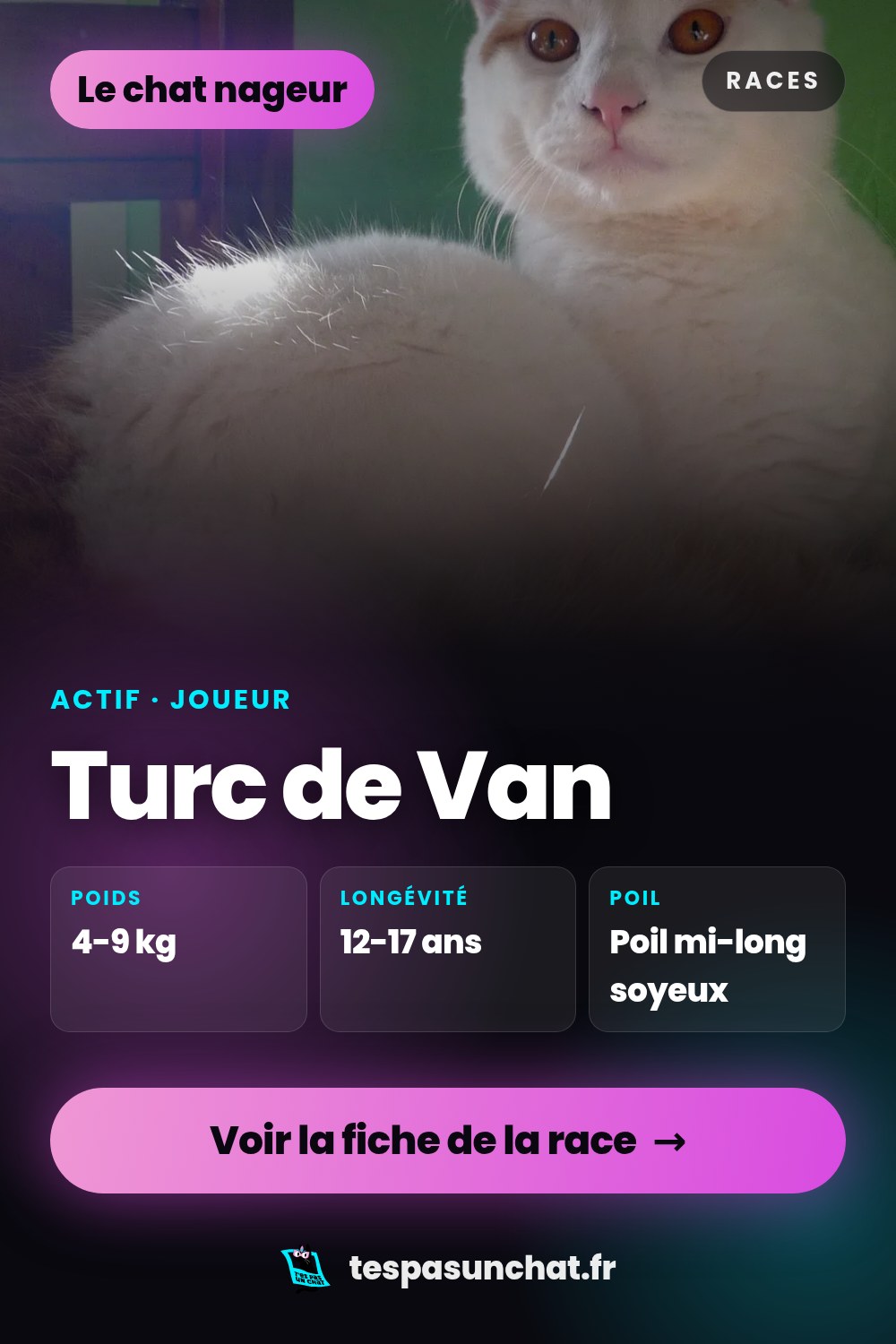 Turc de Van : le guide complet