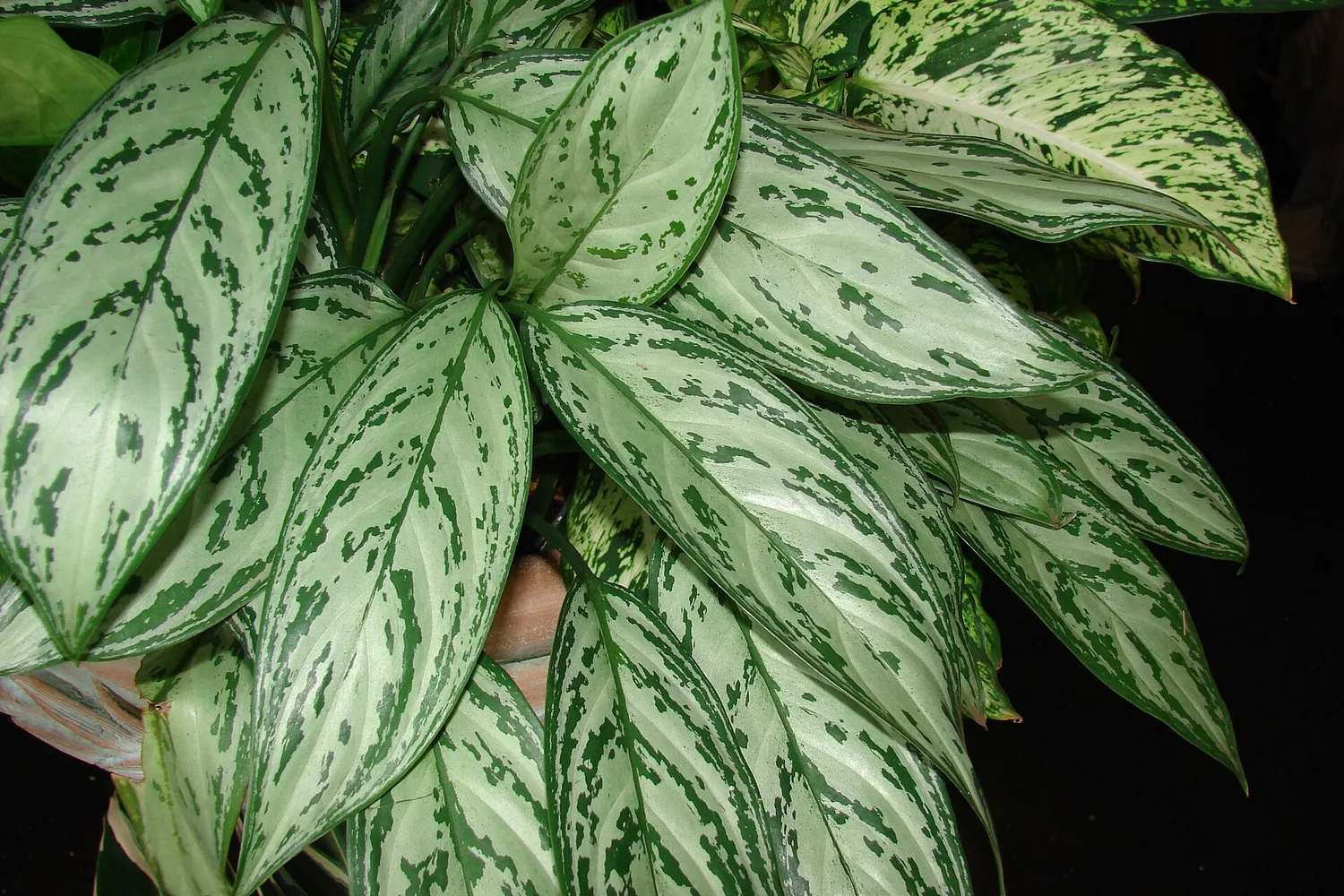 Aglaonema (Aglaonema commutatum)