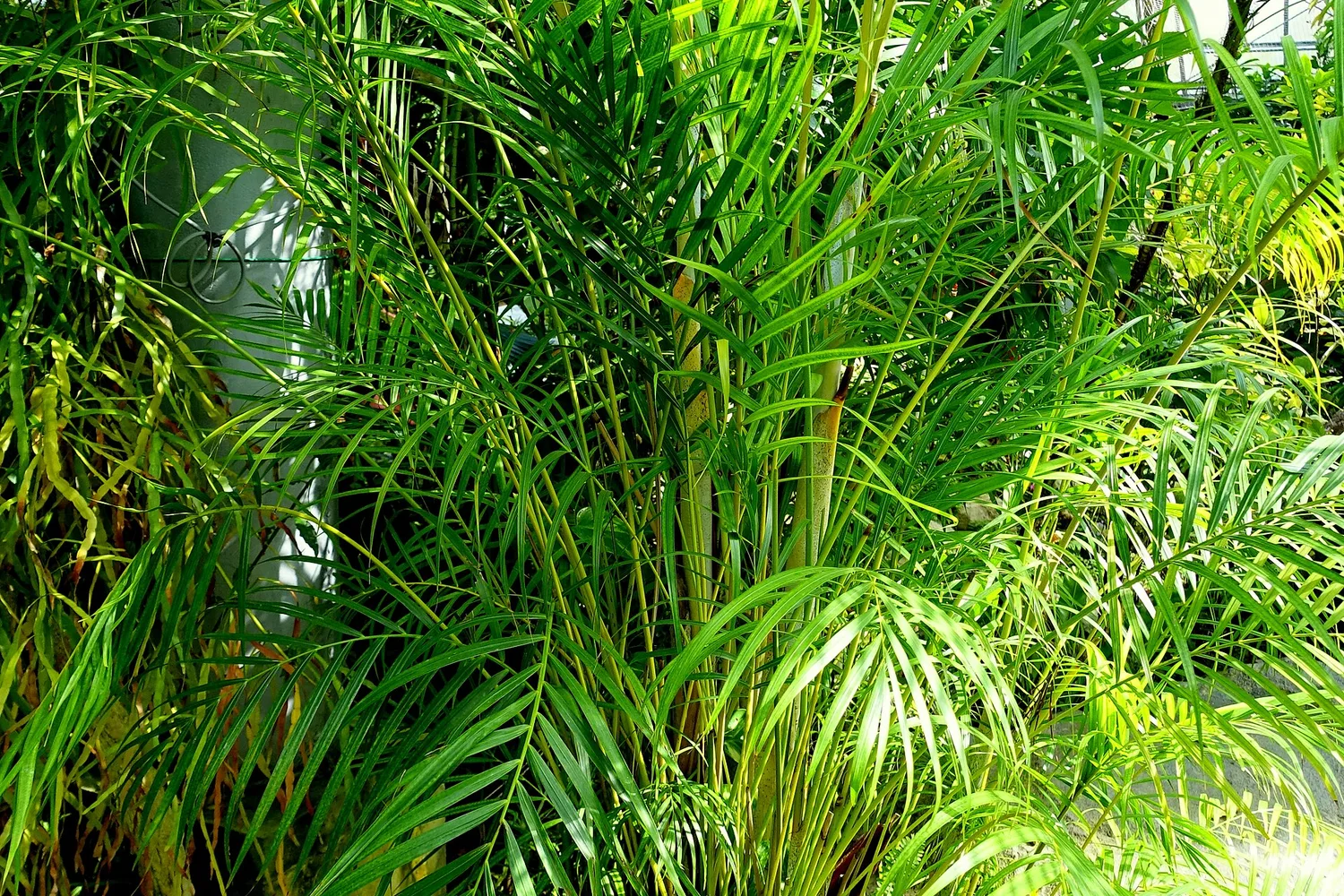 Palmier areca (Dypsis lutescens)