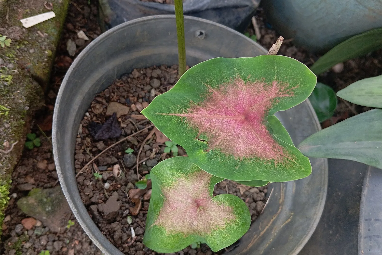 Caladium (Caladium bicolor)