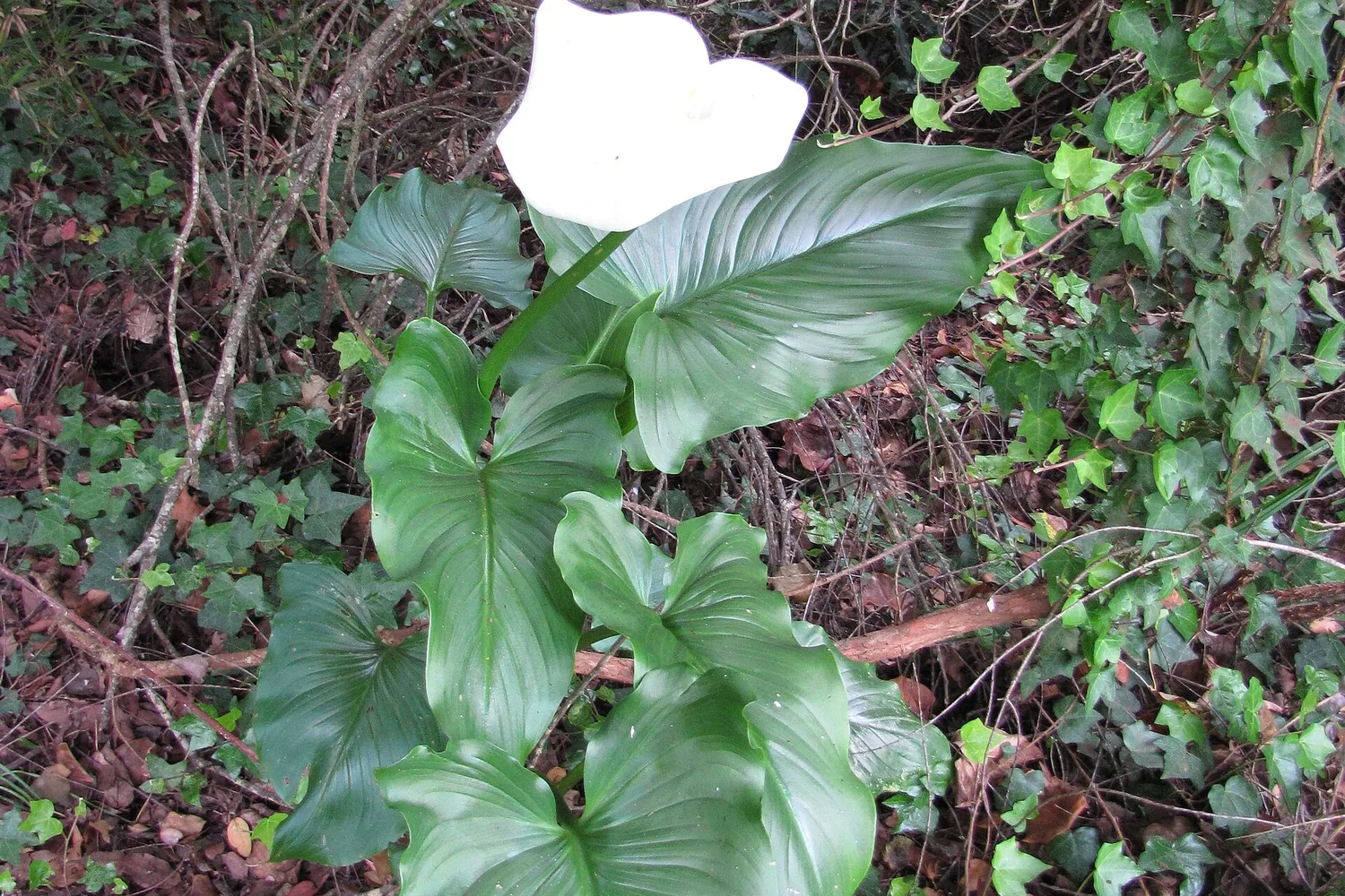 Calla (Zantedeschia aethiopica) en fleur