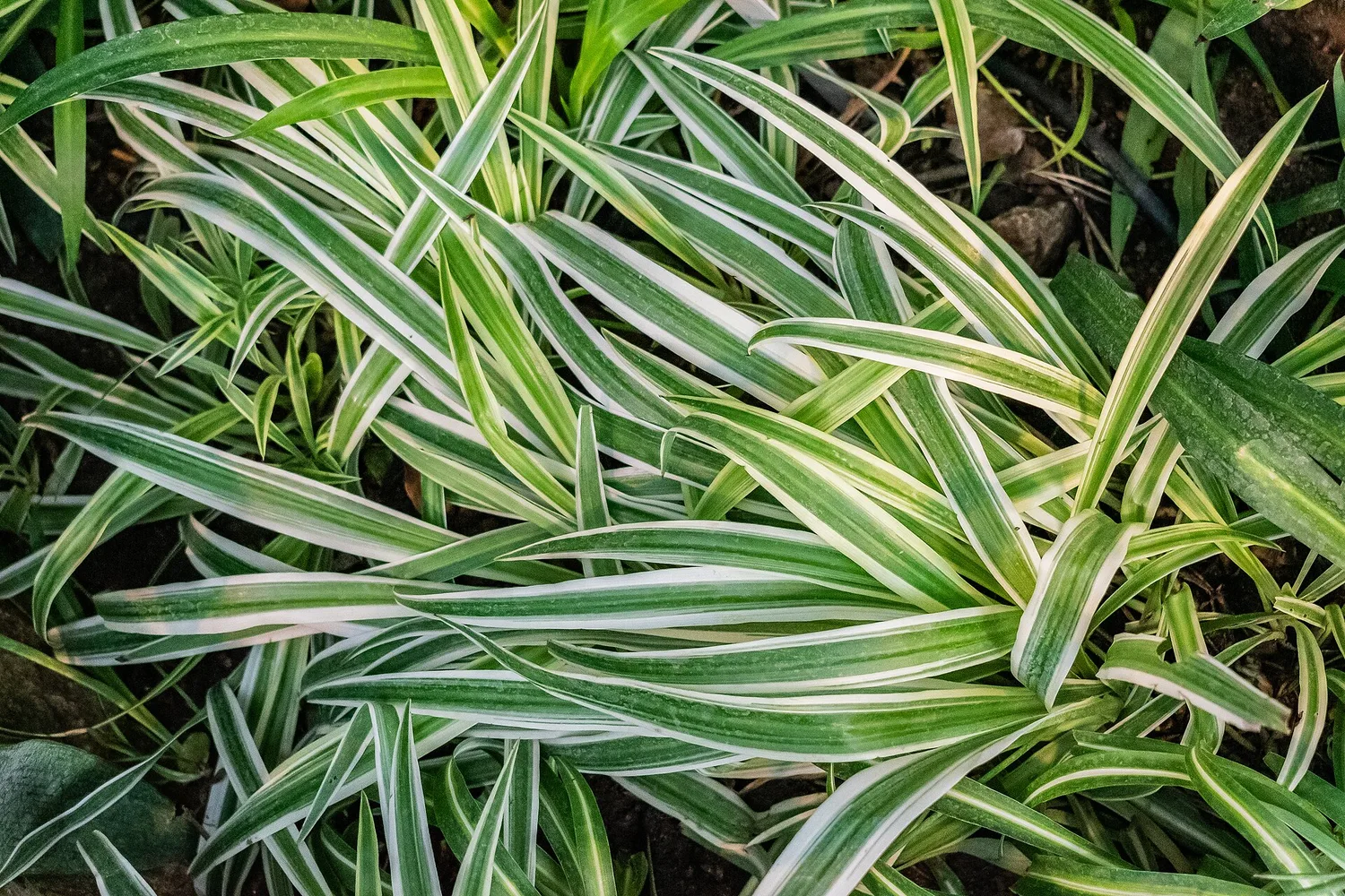 Plante araignée (Chlorophytum comosum)