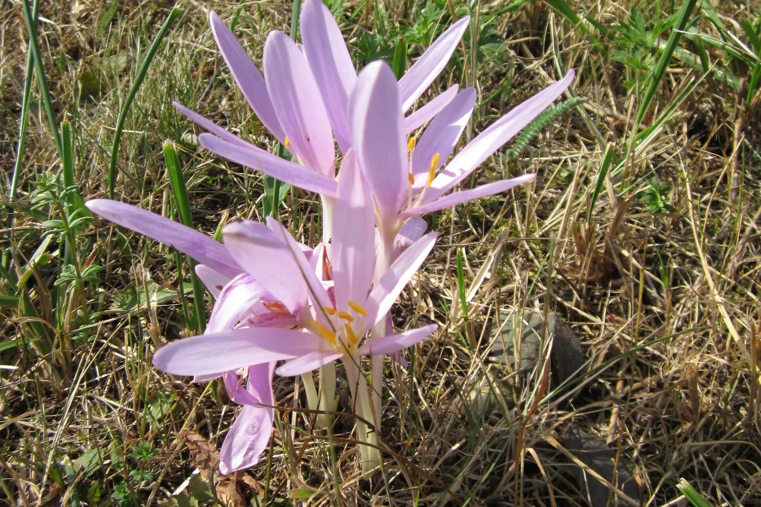 Colchique d'automne (Colchicum autumnale)