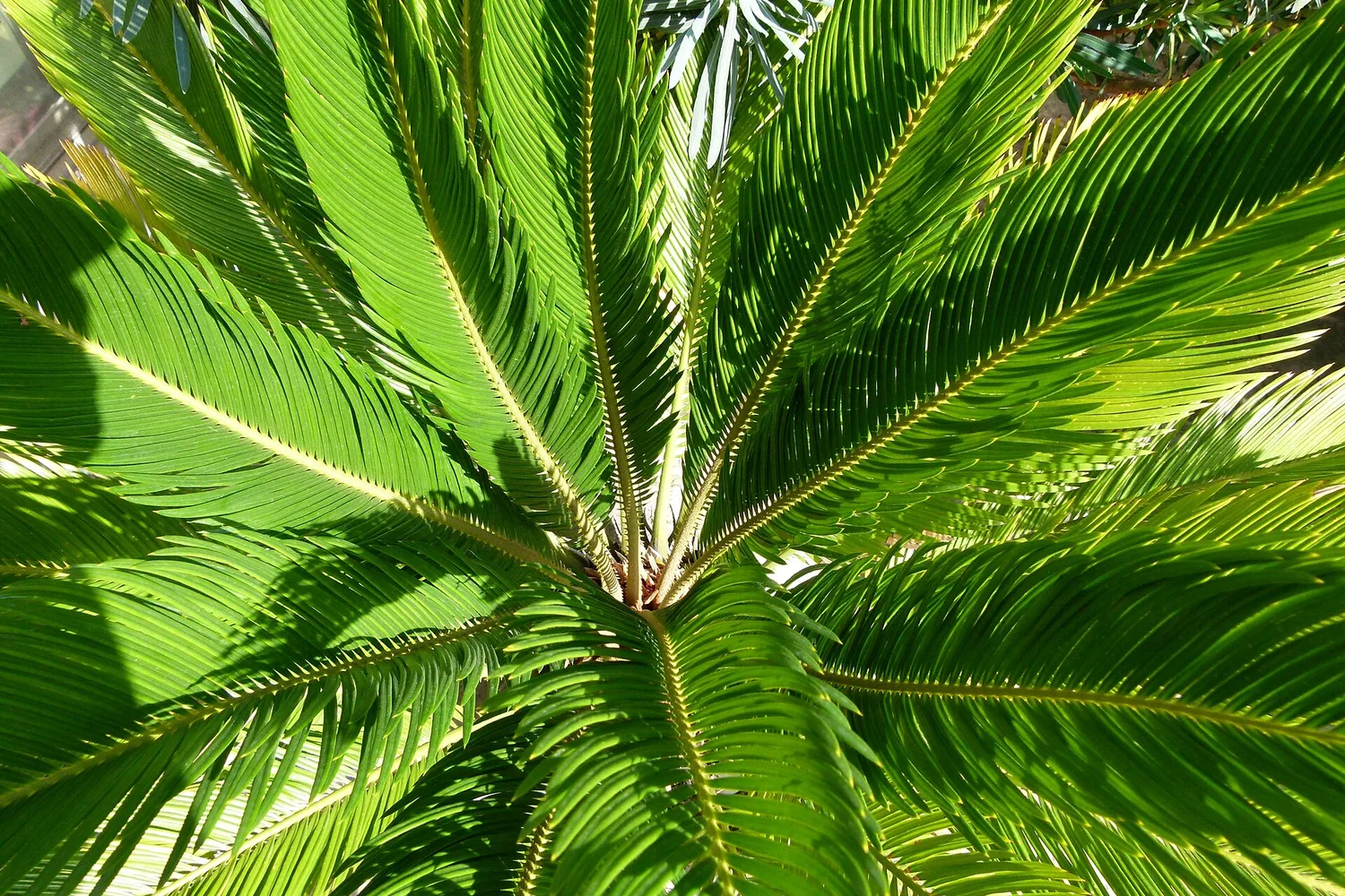 Cycas du Japon (Cycas revoluta)