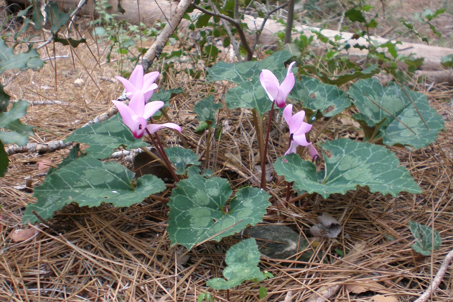 Cyclamen (Cyclamen persicum)