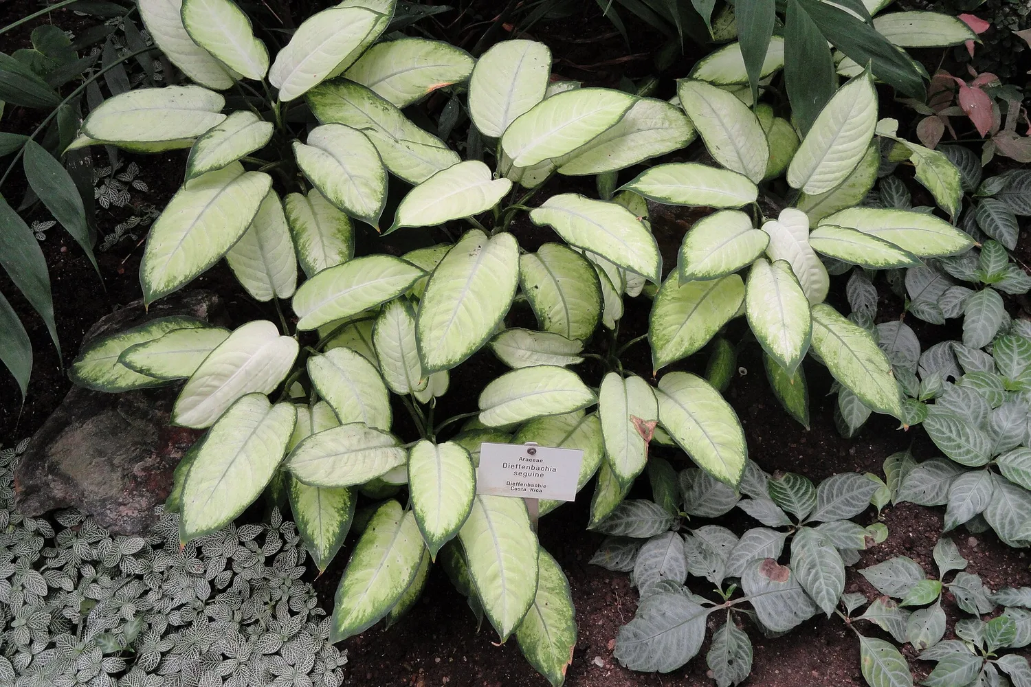 Dieffenbachia (Dieffenbachia seguine)