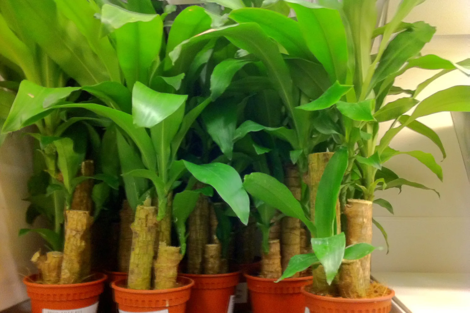 Jeunes dracaenas (Dracaena fragrans) en pot