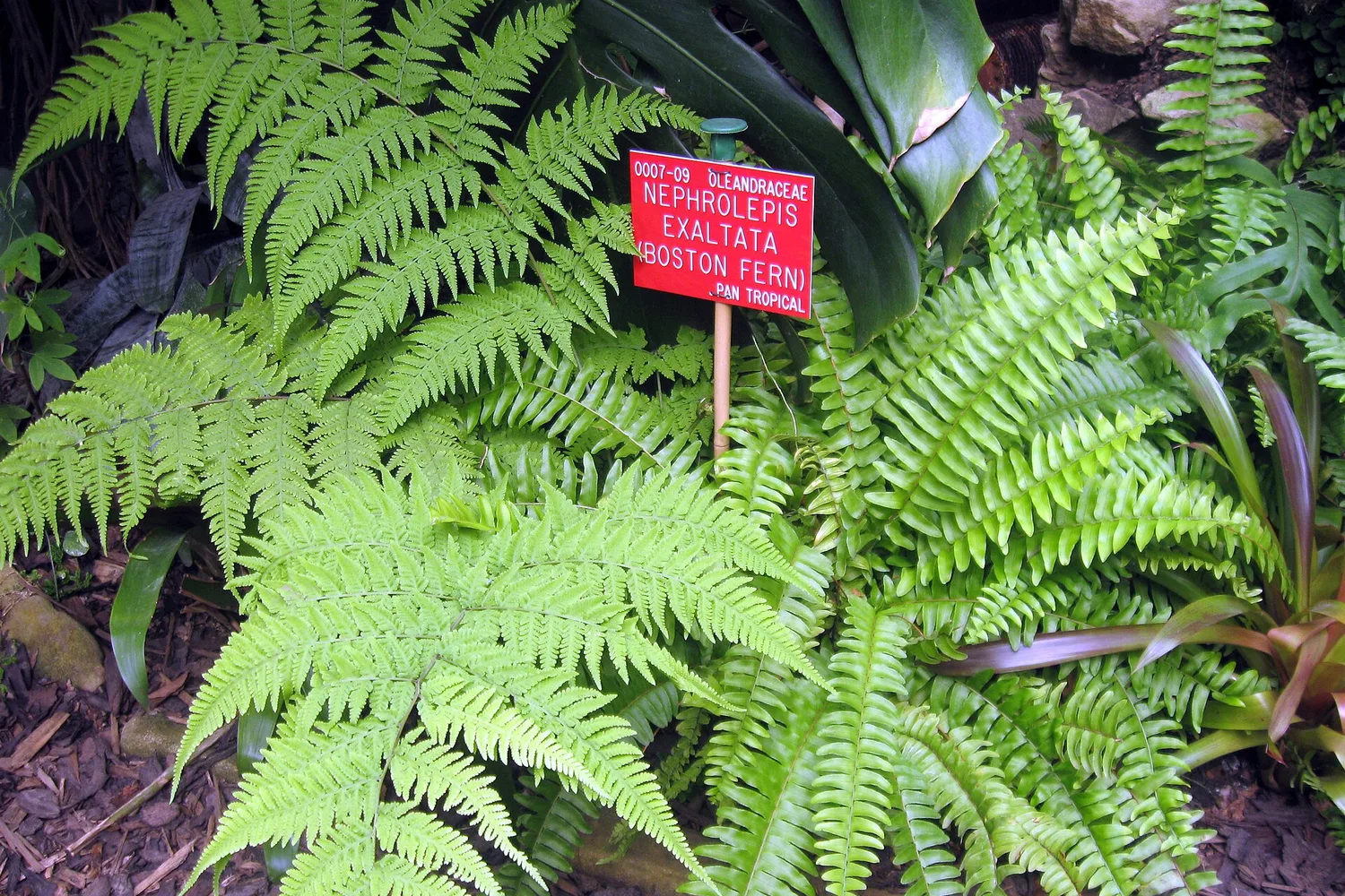 Fougère de Boston (Nephrolepis exaltata)