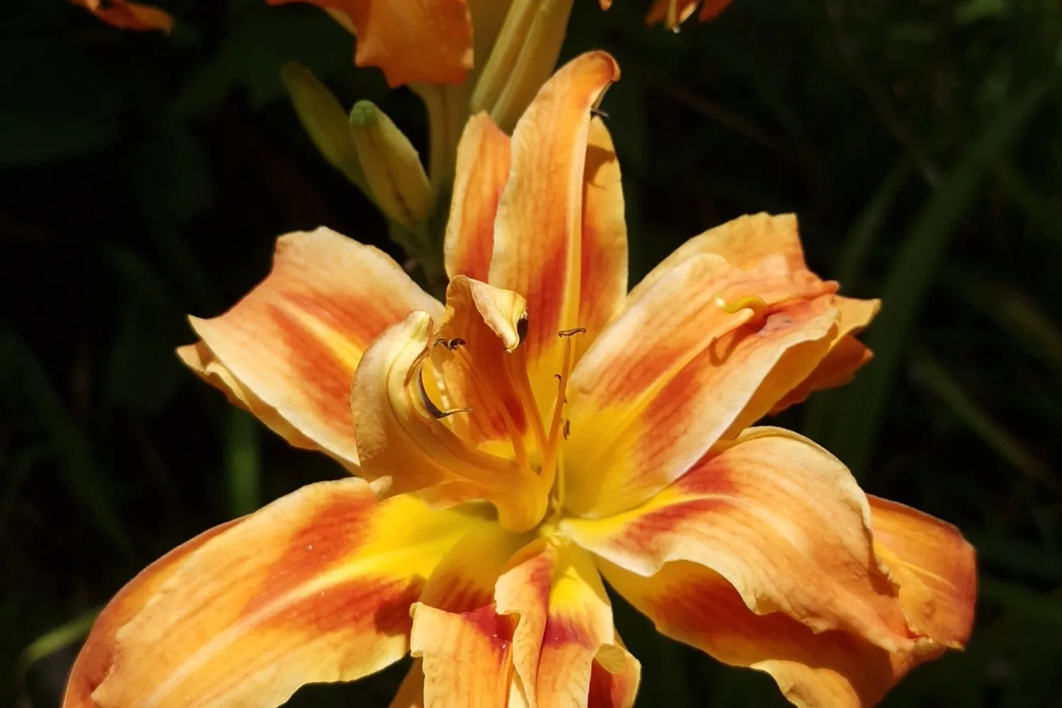 Hémérocalle (Hemerocallis spp.)