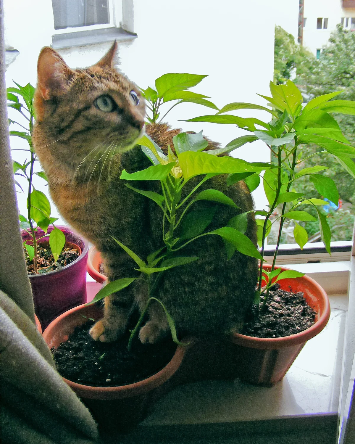 Un chat tigré assis dans un pot de fleurs, sur un rebord de fenêtre entouré de plantes vertes