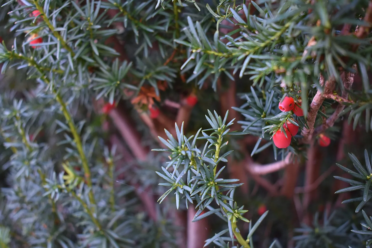 If (Taxus baccata)