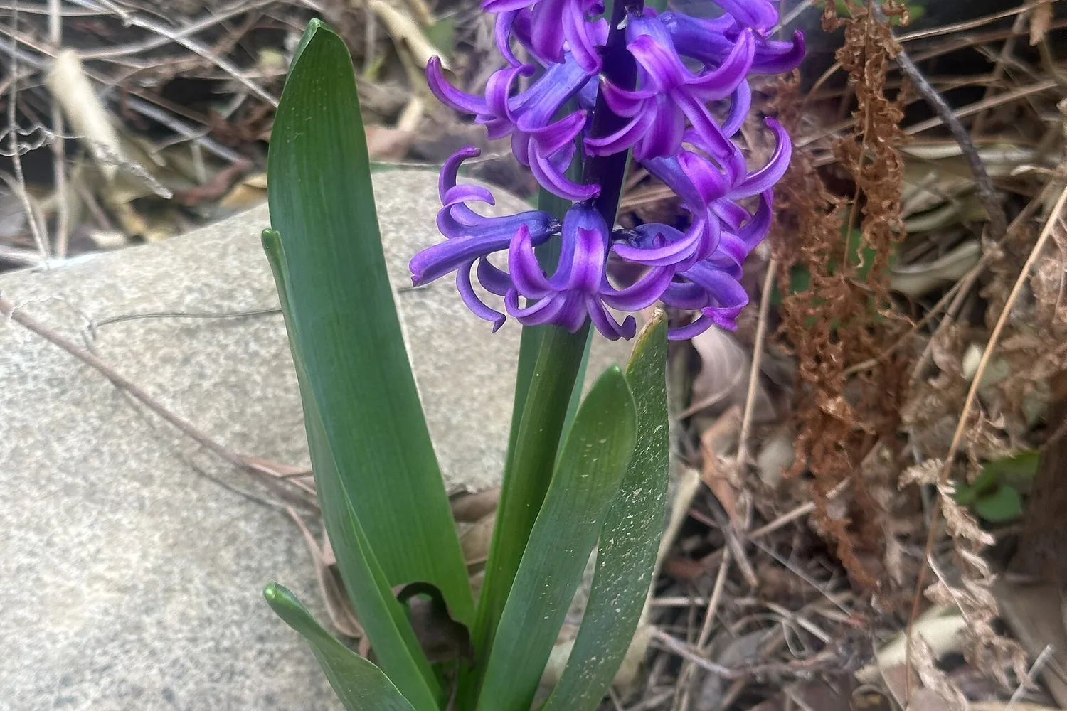 Jacinthe (Hyacinthus orientalis)