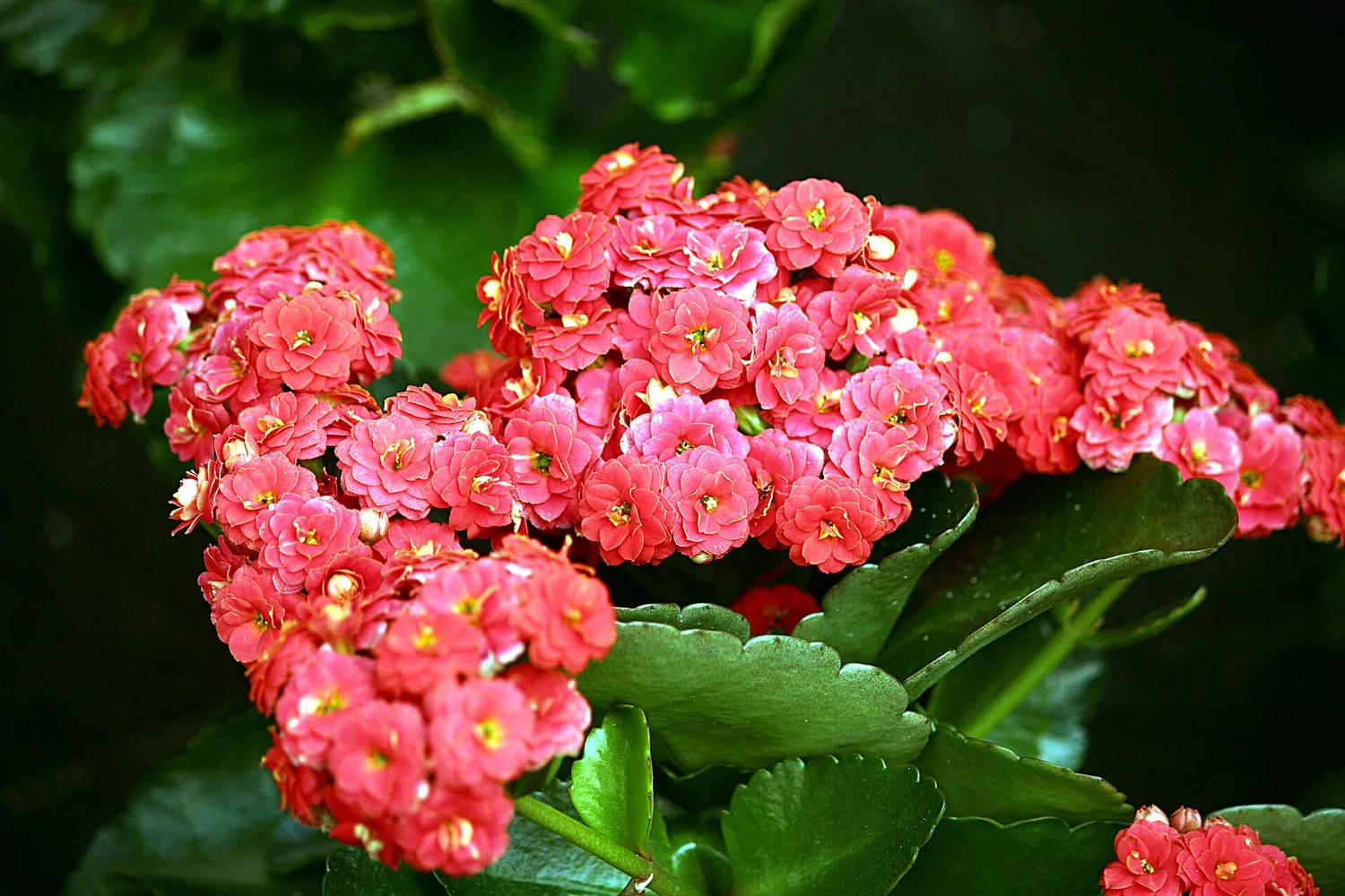 Kalanchoe (Kalanchoe spp.)