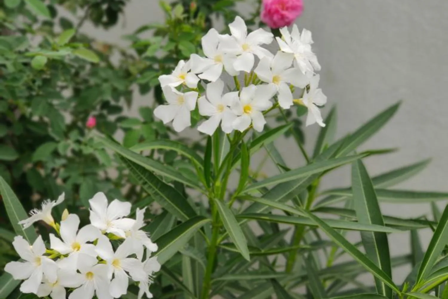 Laurier-rose (Nerium oleander)