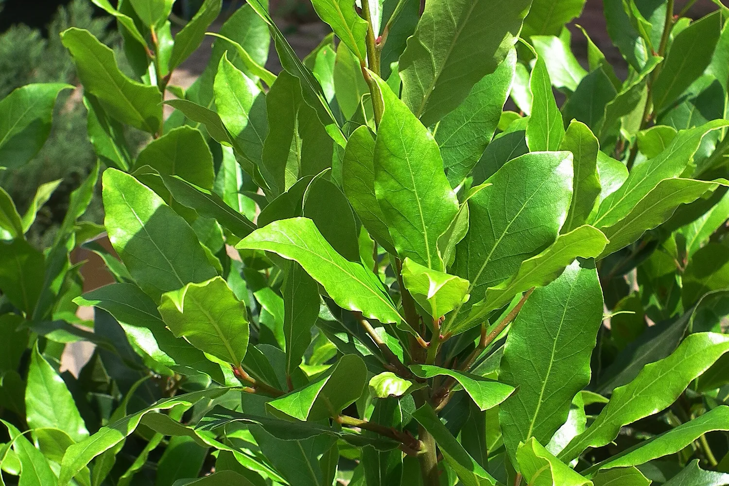 Laurier-sauce (Laurus nobilis), feuillage frais