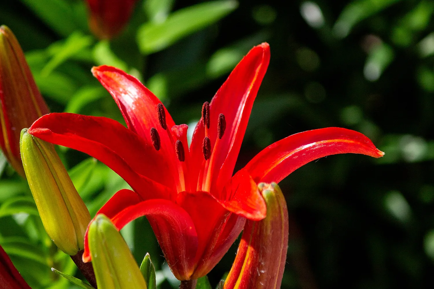 Lys (Lilium spp.)