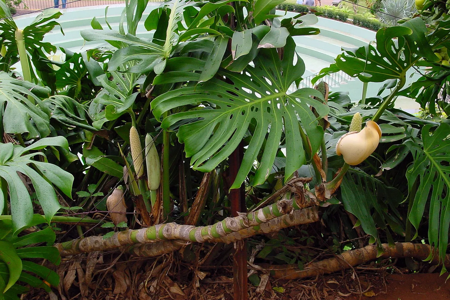 Monstera (Monstera deliciosa)