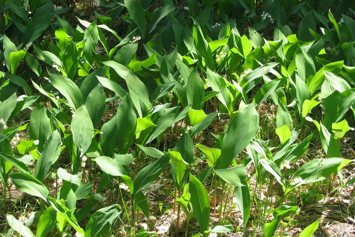 Muguet (Convallaria majalis)