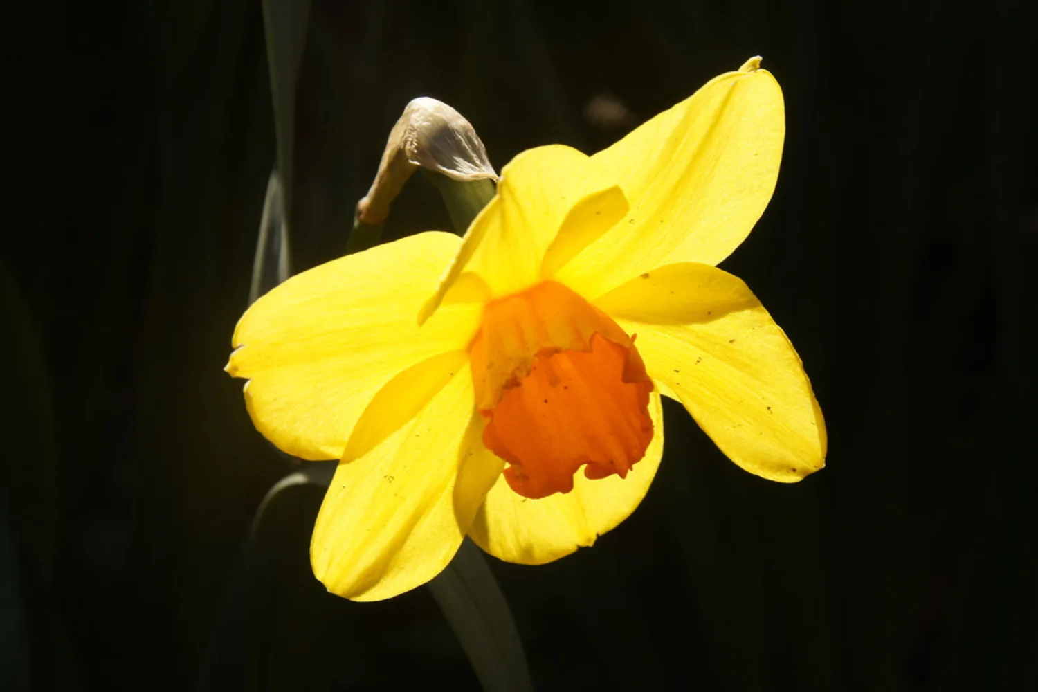 Narcisse (Narcissus spp.)