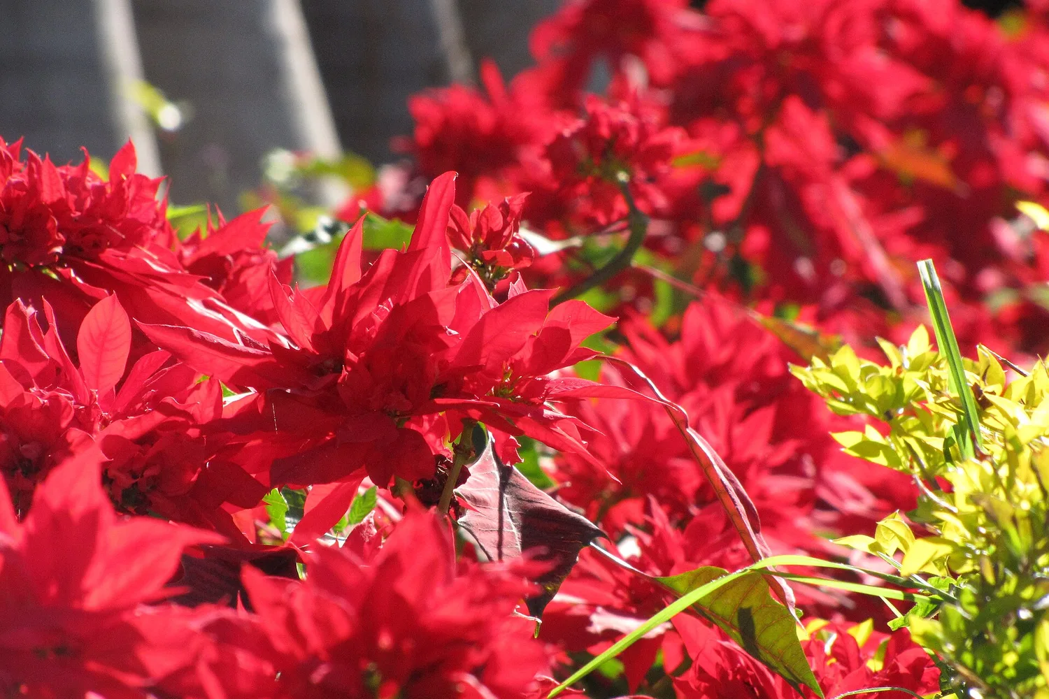 Poinsettia (Euphorbia pulcherrima)