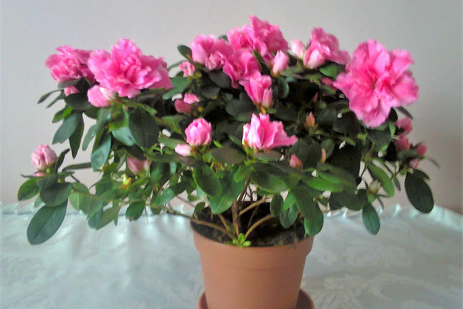 Azalée et rhododendron (Rhododendron spp.)