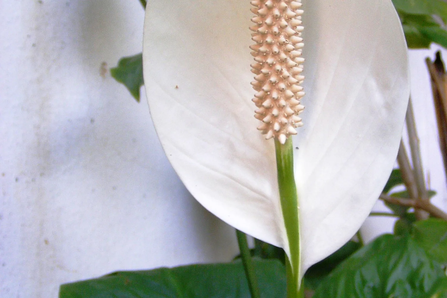 Spathiphyllum (Spathiphyllum wallisii)