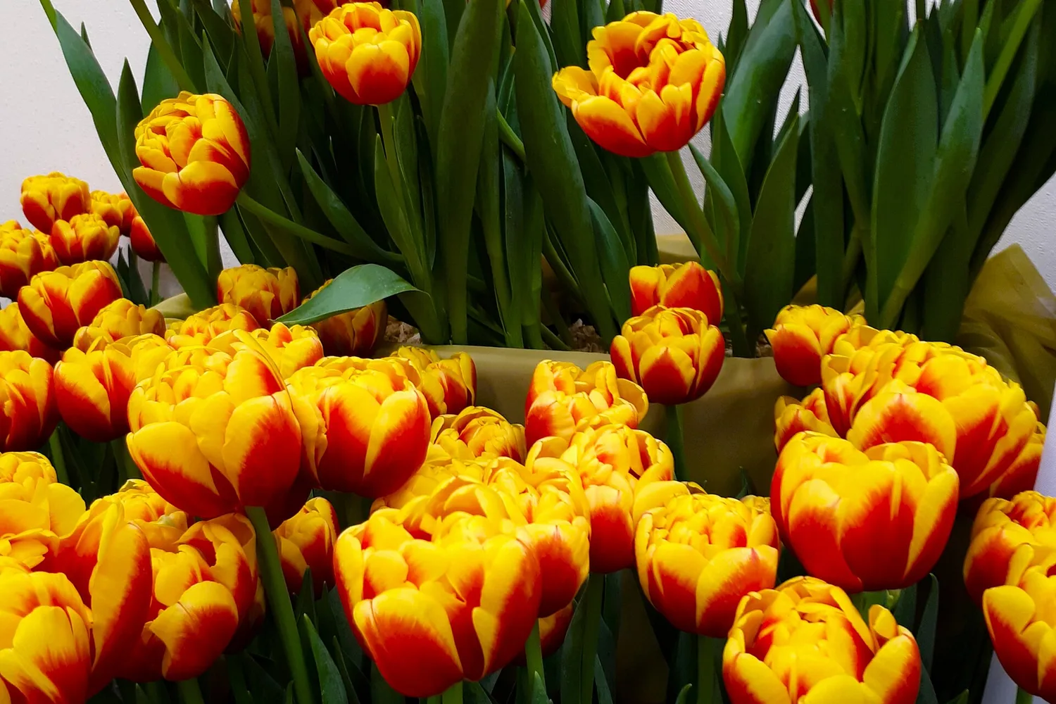 Tulipe (Tulipa spp.)